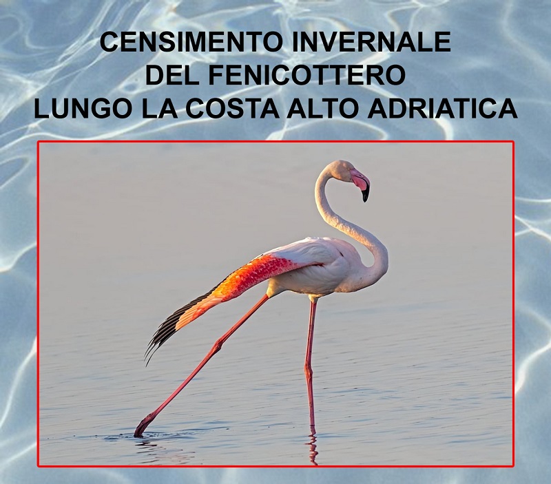 2019 - Locandina fenicotteri 2019 definitiva - Copia